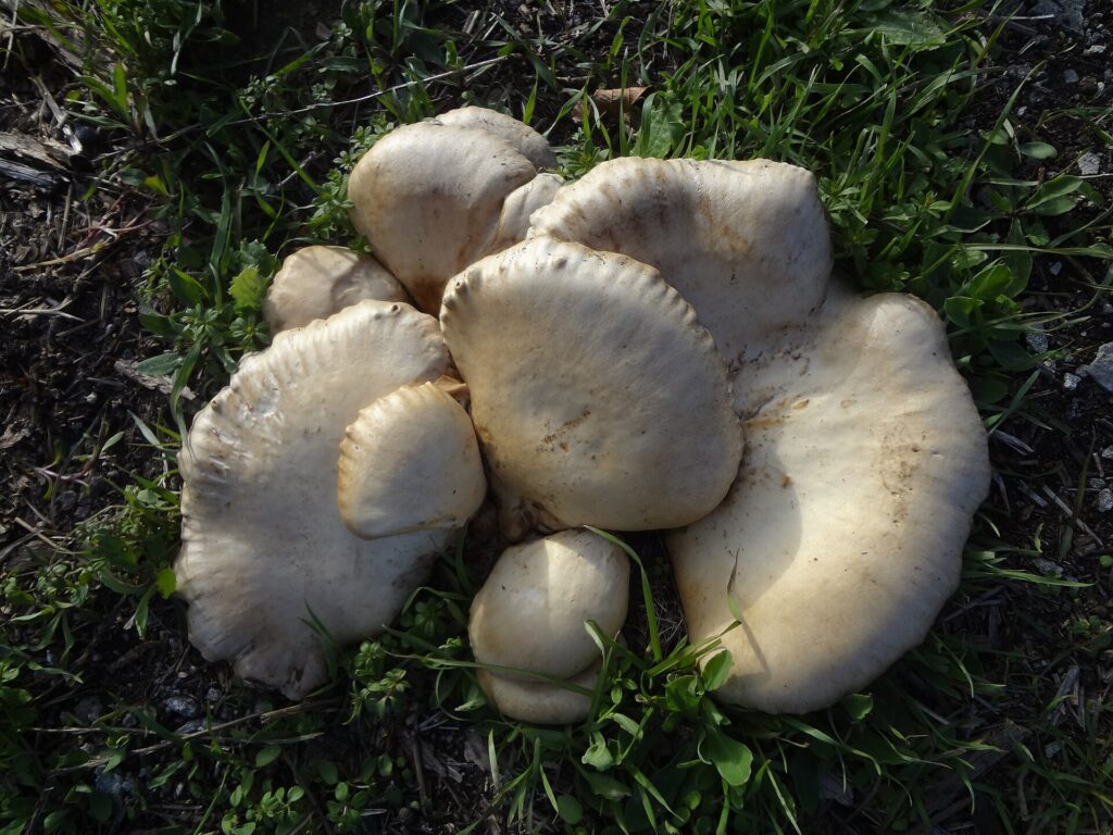 Gruppo di funghi cardoncelli (antunna) cresciuti tra l'erba