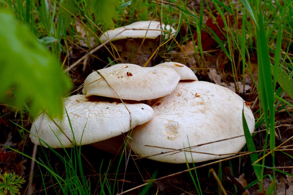 Funghi cardoncelli (Pleurotus eryngii) tra l'erba
