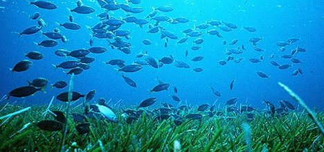 Snorkeling a Porto Managu in barca a vela da Bosa