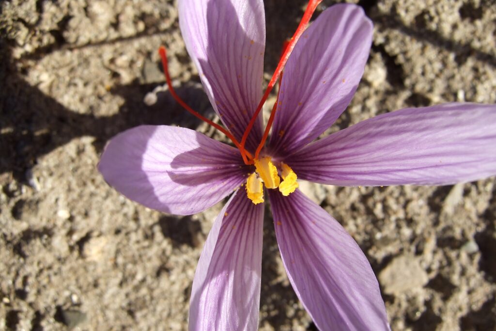 Fiore viola di zafferano con gli stimmi rossi