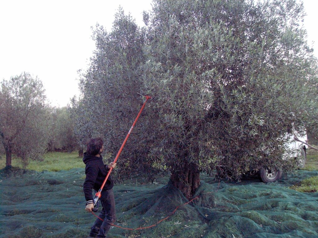 Raccolta delle olive con le reti stese sotto un olivo secolare