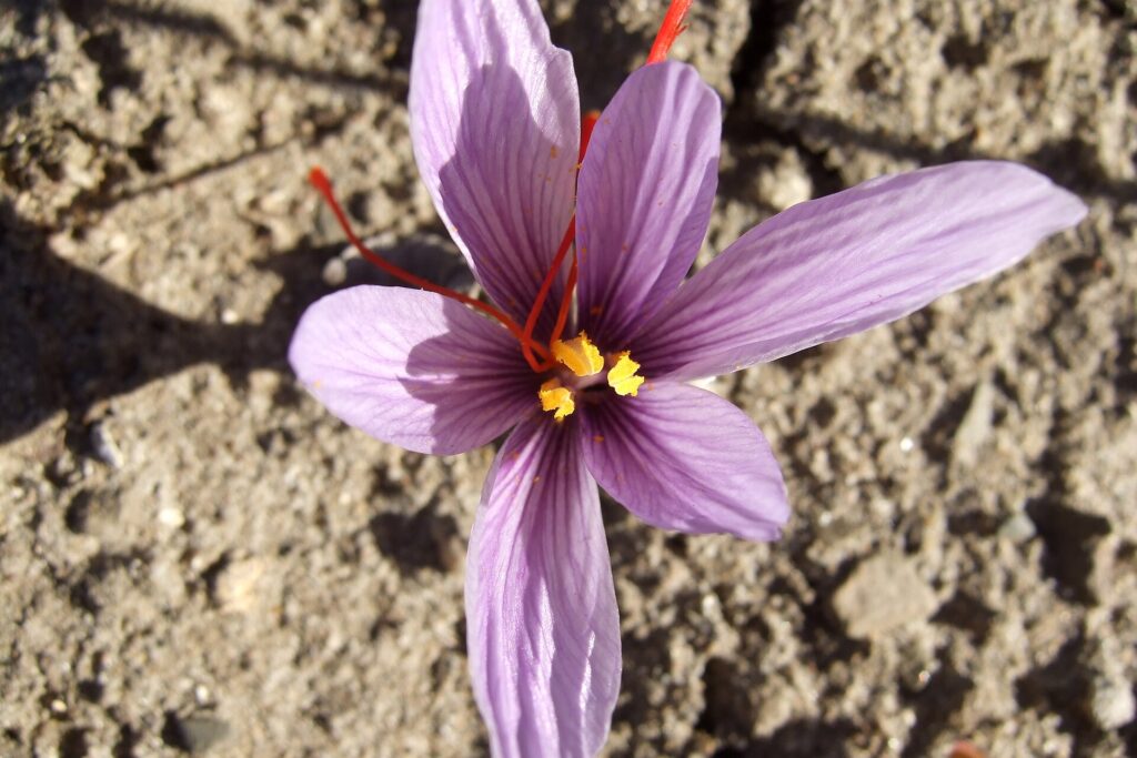 Fiore di zafferano sbocciato sulla terra del campo